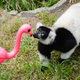Illustration for article titled Lawn Ornaments Help Lemurs Stay Happy and Healthy